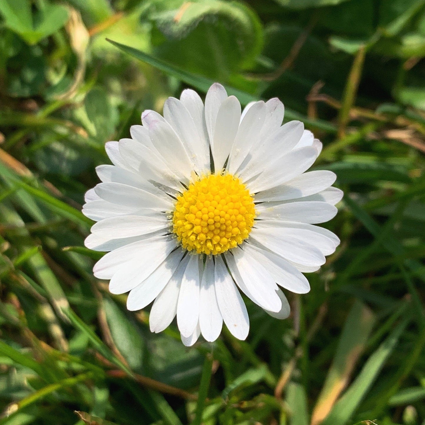 Photo I took of the daisy that was my inspiration for the card