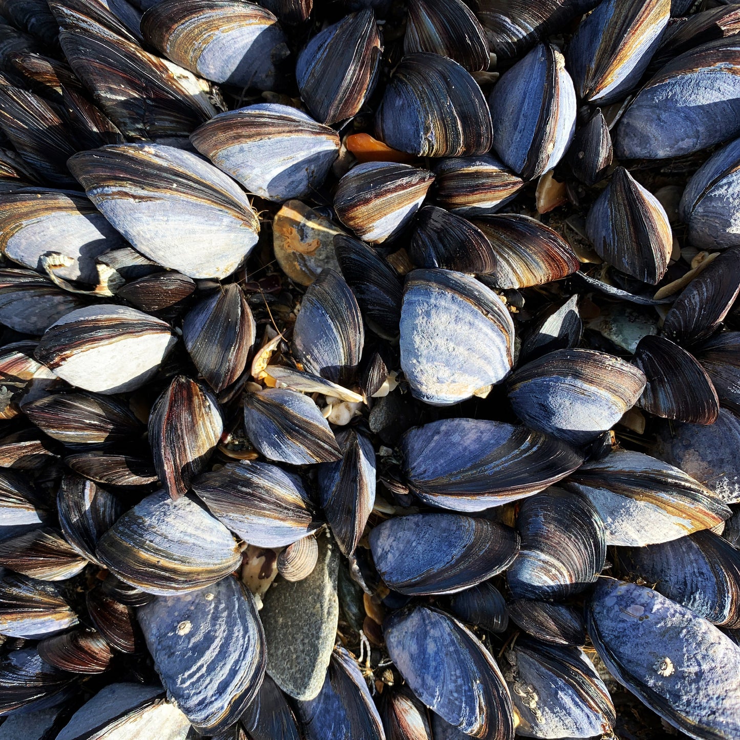 Close-up of mussel shells used as inspiration for the heart design.
