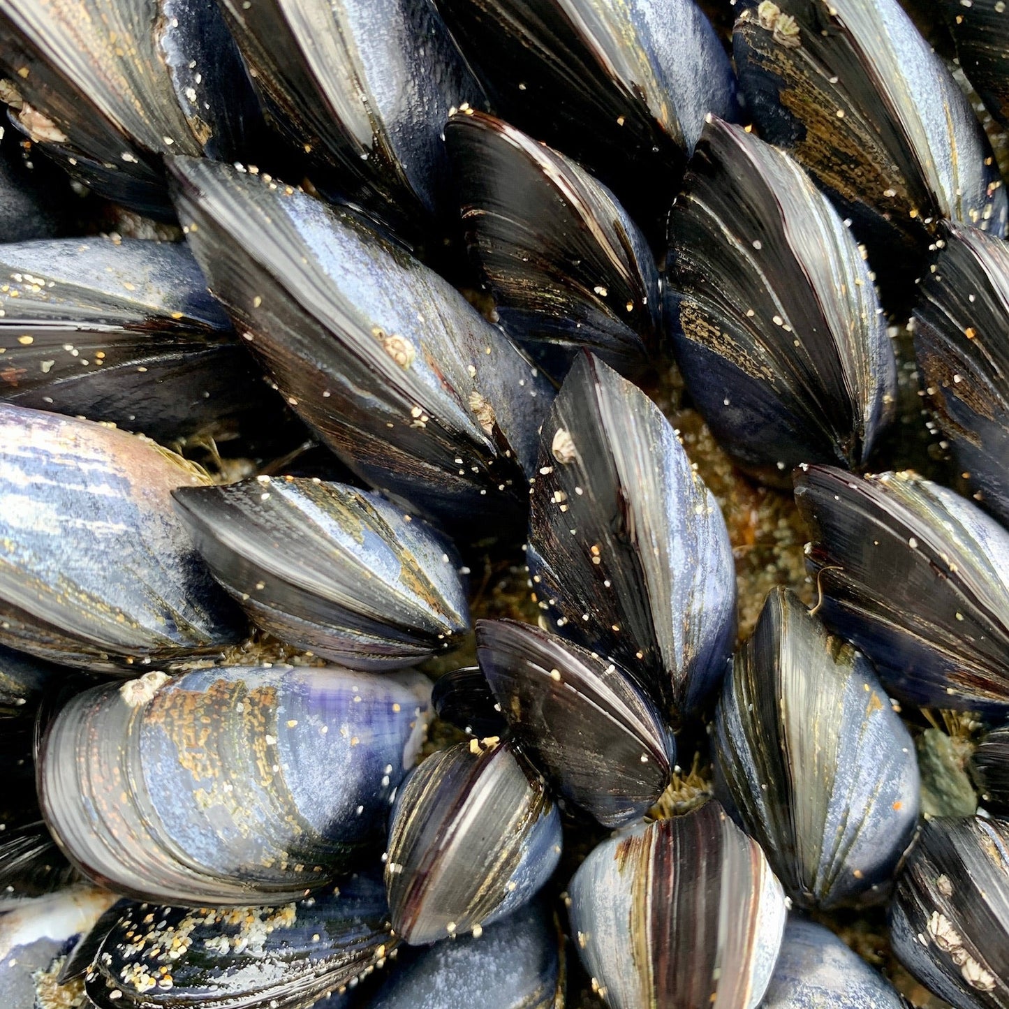 Close-up of mussel shells used as inspiration for the heart design.