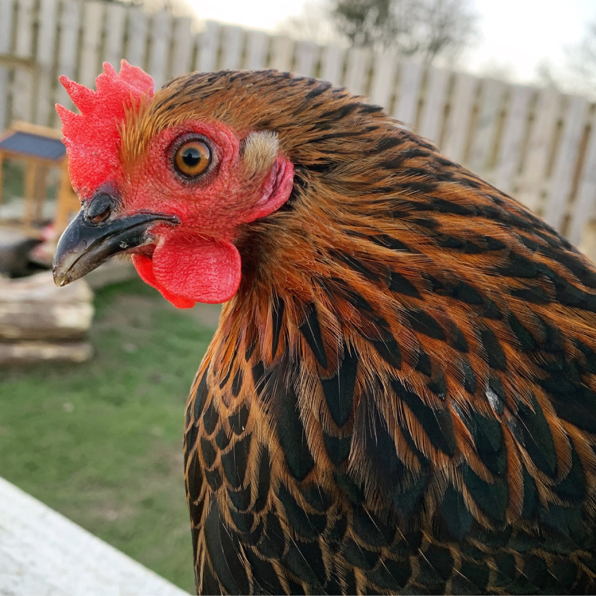 Photo of our chicken that inspired Top Bird print