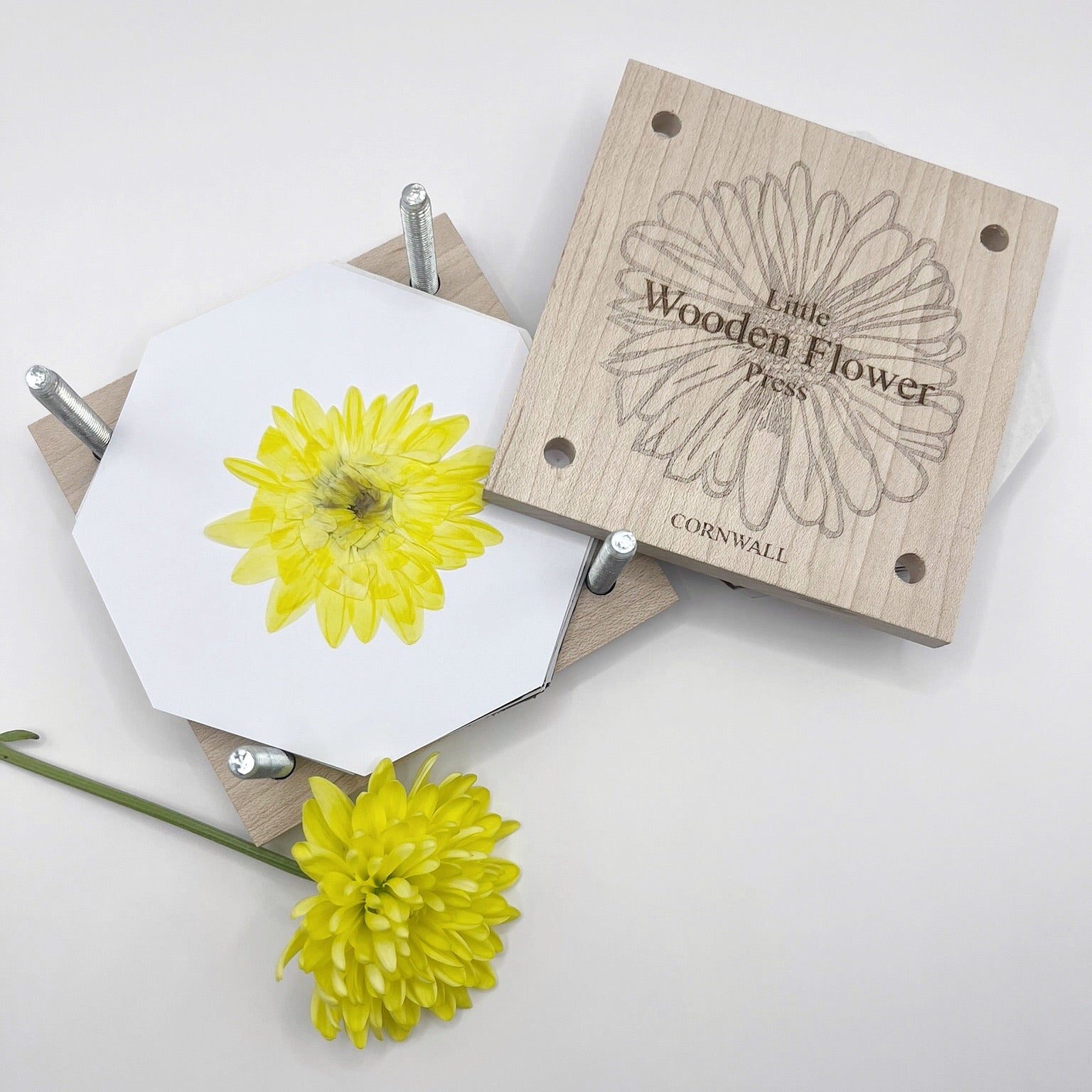 Wooden flower press with yellow flowers on a white background