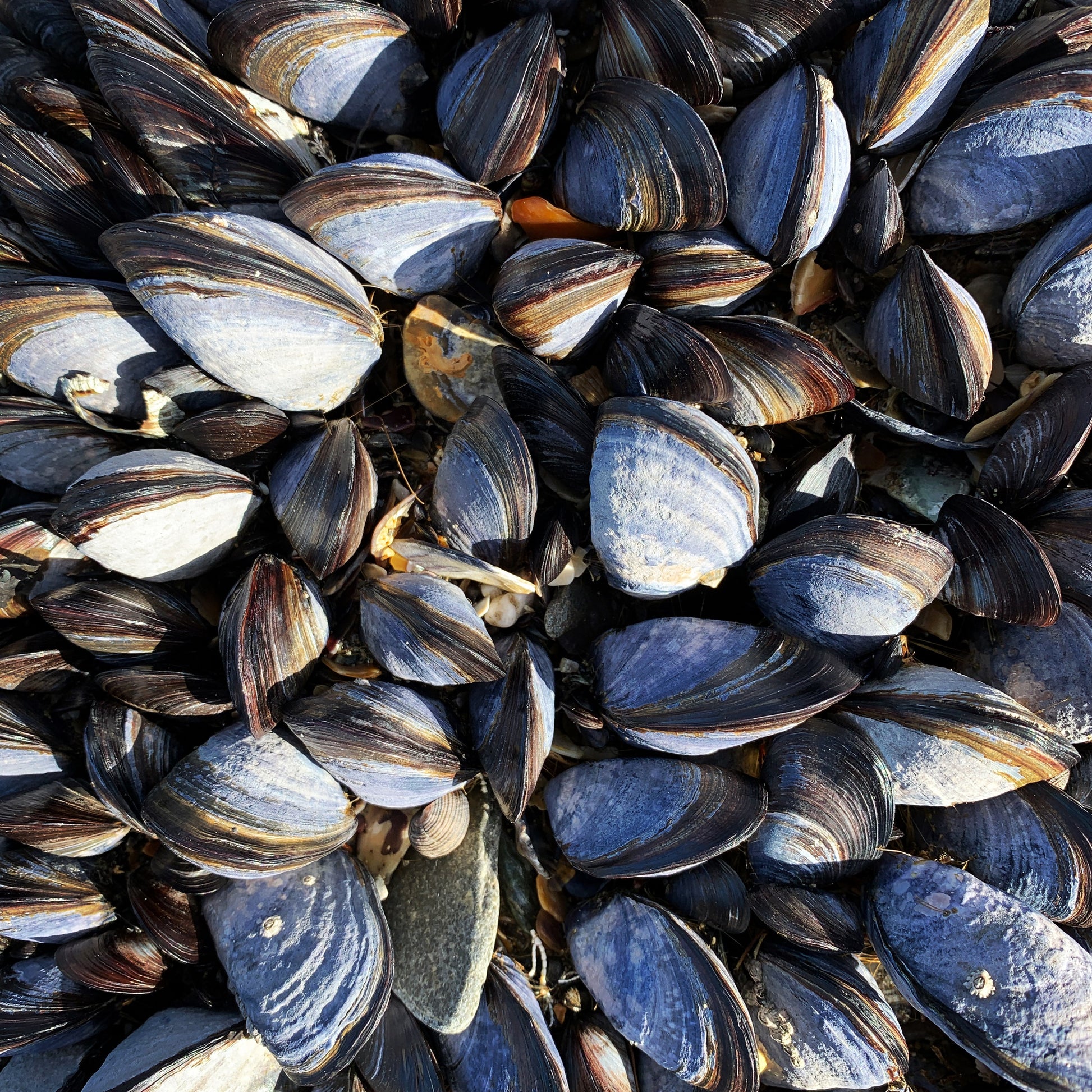 Close-up of mussel shells used as inspiration for the heart design.