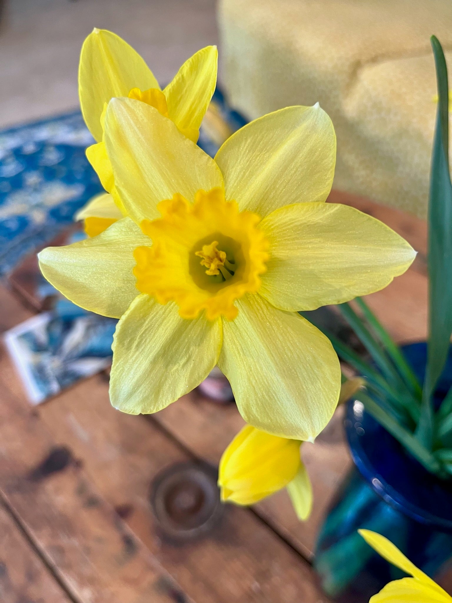 Photo of the daffodils that inspired this design