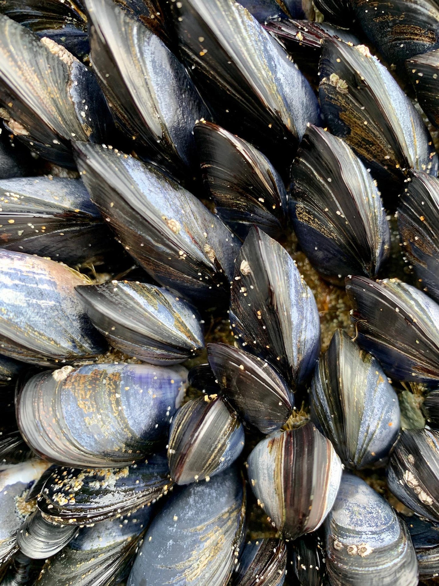 Close up of a cluster of mussels, the inspiration for the notebook design