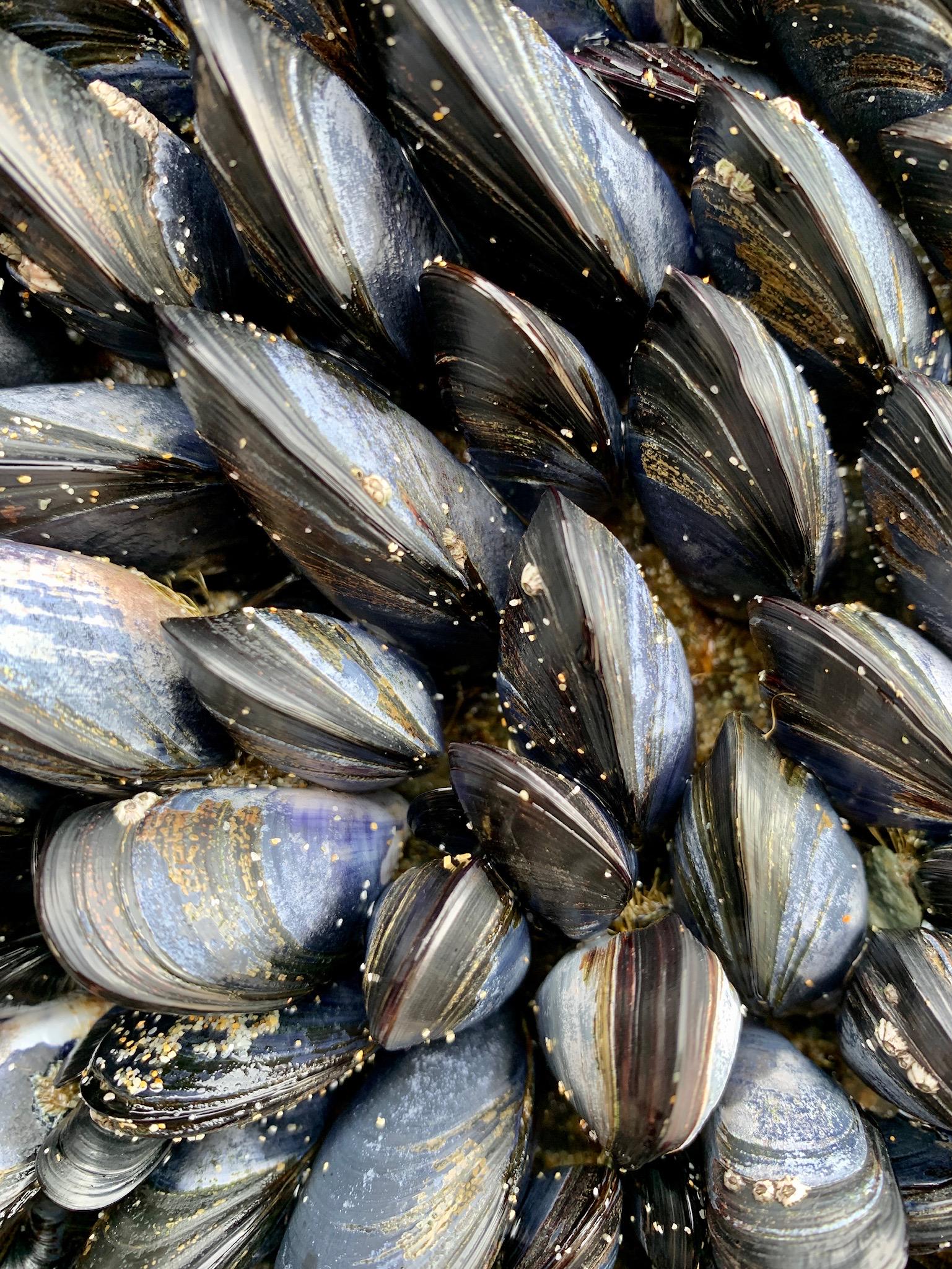 Close up of a cluster of mussels, the inspiration for the notebook design