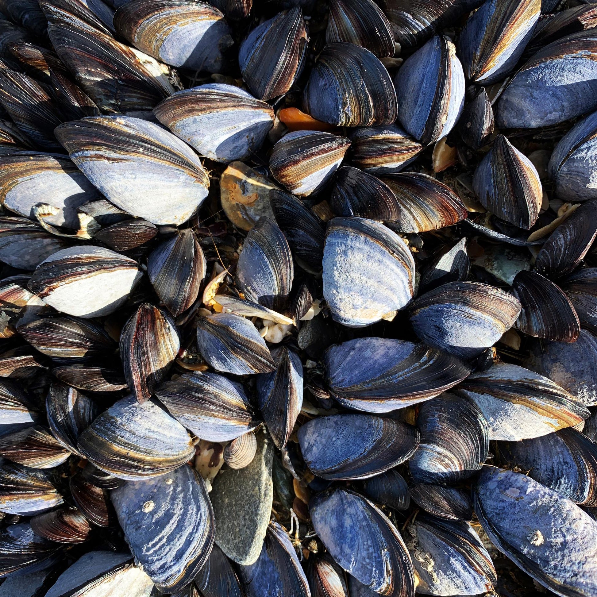 Close up of cluster of mussel shells, the inspiration for the Kraft card.